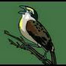 Avatar for bird